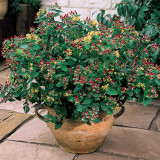 Hypericum Orange Flair