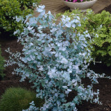 Eucalyptus gunnii (1.5 Litre Pot)