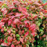 Nandina domestica Firepower