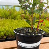 Sarcococca hookeriana 'Purple Stem'