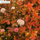 Physocarpus opulifolius Magic Ball