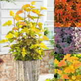 Physocarpus opulifolius Magic Ball