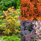 Physocarpus opulifolius Magic Ball