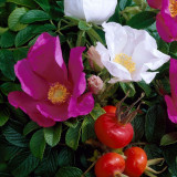 Rosa rugosa (50cm+)