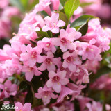 Weigela Pink Poppet  (2 Litre Pot)