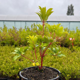 Pieris Forest Flame (2 Litre Pot)