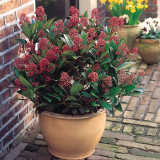 Skimmia japonica Rubella (2 Litre Pot)