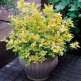 Spiraea japonica Goldflame (2 Litre Pot)