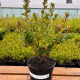 Azalea japonica Pink (2 Litre Pot)