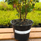 Azalea japonica Pink (2 Litre Pot)