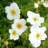 Potentilla fruticosa Snowbird  (2 Litre Pot)