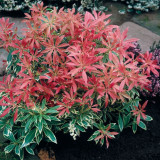 Pieris Flaming Silver (2 Litre Pot)