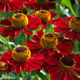 Helenium Helena Red 7cm