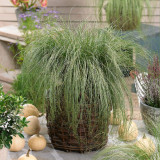 Carex comans 'Frosted Curls' Carex comans 'Frosted Curls'