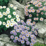 Aster Alpinus Dark Beauty (and Blue Wonder) Aster Alpinus Dark Beauty (and Blue Wonder)