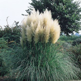 Cortaderia selloana Alba