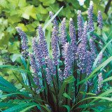Liriope Muscari Big Blue