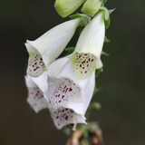 Digitalis purpurea Cream