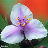 Tradescantia Bilberry Ice