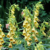 Digitalis Ambigua 7cm