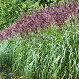 Miscanthus sinensis 'Malepartus' Hedge