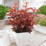 Physocarpus opulifolius Little Angel