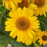 Echinacea Papallo Classic Deep Yellow