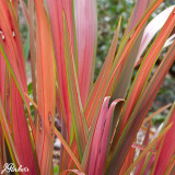 Phormium Jester