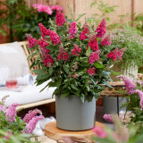 Buddleja davidii Butterfly Candy Little 'Raspberry' (Red) 2 Litre