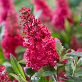 Buddleja davidii Butterfly Candy Little 'Raspberry' (Red) 2 Litre