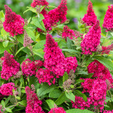 Buddleja davidii Butterfly Candy Little 'Raspberry' (Red) 2 Litre