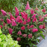 Buddleja davidii Butterfly Candy Little 'Raspberry' (Red) 2 Litre