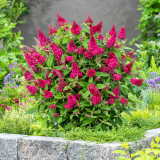 Buddleja davidii Butterfly Candy Little 'Raspberry' (Red) 2 Litre