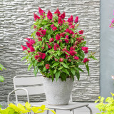 Buddleja davidii Butterfly Candy Little 'Raspberry' (Red) 2 Litre