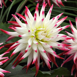 Dahlia Dutch Explosion