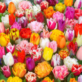 Tulip Fantasy All Types Mix 10/11cm