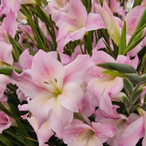 Gladioli nanus 'Charming Lady'