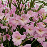 Gladioli nanus 'Charming Lady'