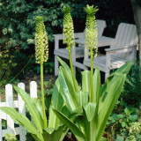Eucomis Pole Evansii (20cm+ Bulbs)