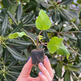 Calibrachoa Calita Double Blue Bicolor