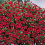 Calibrachoa Calita Double Collection
