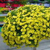 Calibrachoa Calita Double Collection