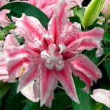 Lilium Magic Star