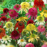 Echinacea Double Mix