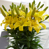 Lilium Classic Joy