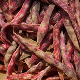 Bean Climbing Lingua Bean Climbing Lingua