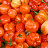 Pepper Habanero Orange Pepper Habanero Orange