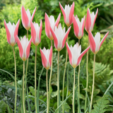 Tulip Clusiana 'Lady Jane'