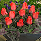 Tulip Oratorio Tulip Oratorio