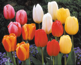 Tulip Darwin Hybrid Mixed 10/11cm Tulip Darwin Hybrid Mixed 10/11cm